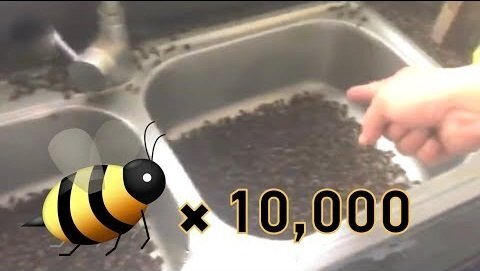 Giết 10 con ong, người đàn ông bị 10.000 con ong kéo đến trả thù