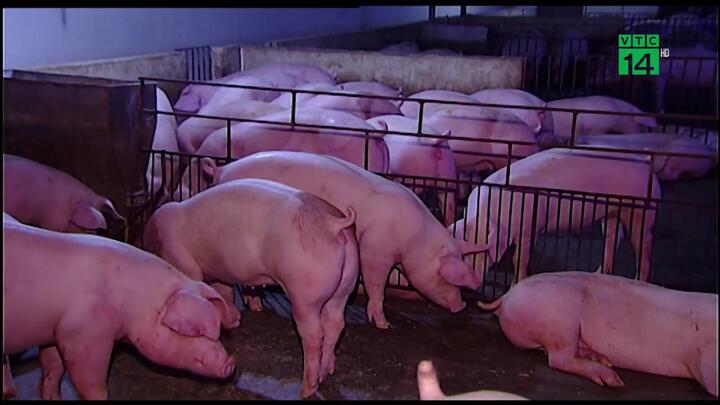 Nắng nóng tra tấn, nông dân chi gần nửa tỷ đồng chống nóng cho lợn