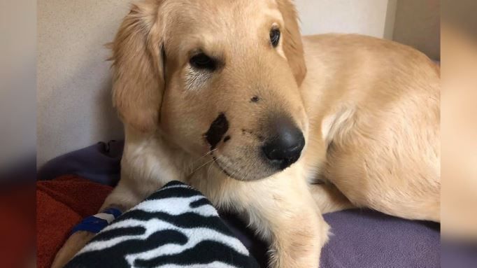 Thấy chủ bị sắp rắn tấn công, chó lao mình ra đỡ lấy nhát cắn đau đớn