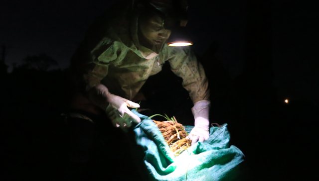 Tránh nắng nóng như thiêu đốt, nông dân Hà Nội đi cấy lúa từ nửa đêm