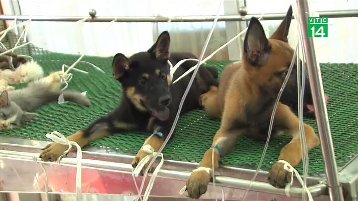 Nắng nóng tra tấn miền Bắc, thú cưng cũng phải đi truyền nước