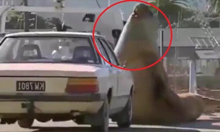 Clip: Những pha động vật nổi khùng tấn công người gây sốc