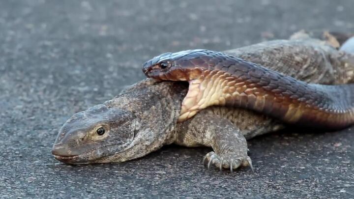 Clip: Bị rắn hổ mang ngoạm chặt cổ, thằn lằn monitor phản ứng bất ngờ