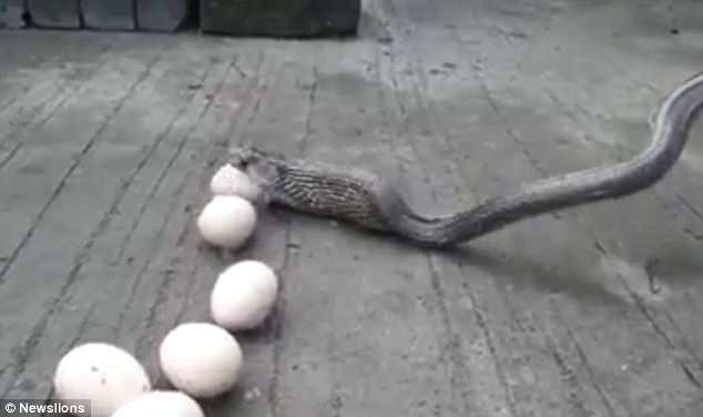 Video: Bị bắt quả tang trộm chục trứng, rắn oằn oại nôn trả