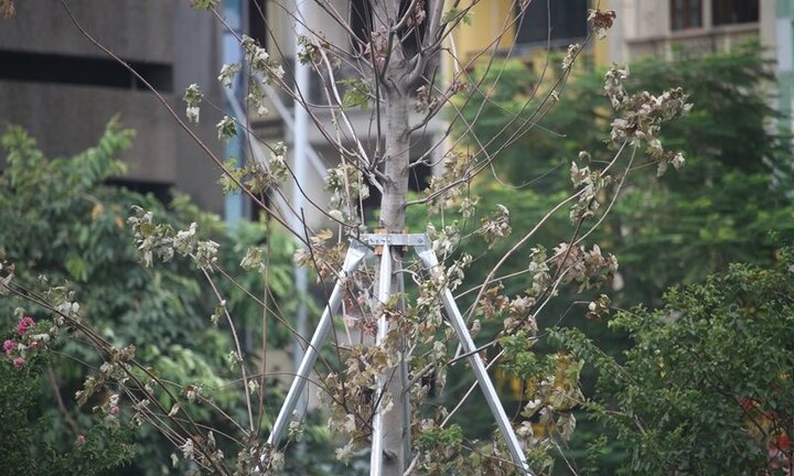 Video: Cây phong xứ lạnh ra sao trong chảo lửa Hà Nội?