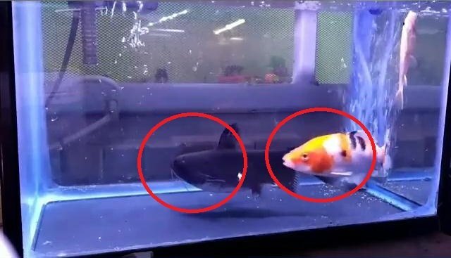 Clip: Đang bơi tung tăng trong bể, cá vàng bị cá đen ngoạm đầu nuốt chửng