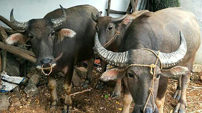 Chủ nhà mải xem World Cup, kẻ trộm lẻn vào nhà dắt đi 5 con trâu
