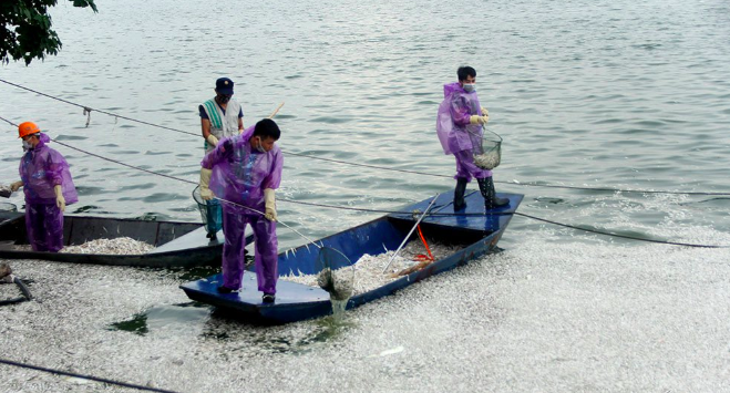 Nguyên nhân cá chết nổi trắng Hồ Tây, vớt mãi không hết