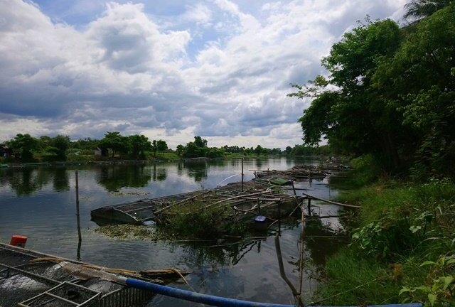Hàng tấn cá lồng ở Thừa Thiên - Huế chuẩn bị bán lăn ra chết hàng loạt