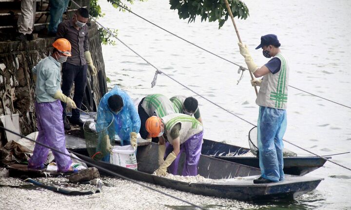 Dọn hơn 20 tấn cá chết, Hồ Tây sắp sạch trở lại