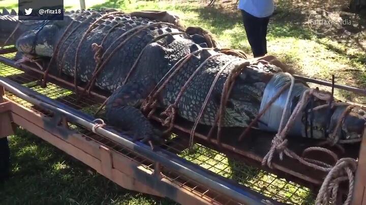 Clip: Cá sấu khổng lồ nặng 600kg sa lưới sau 10 năm bị săn lùng