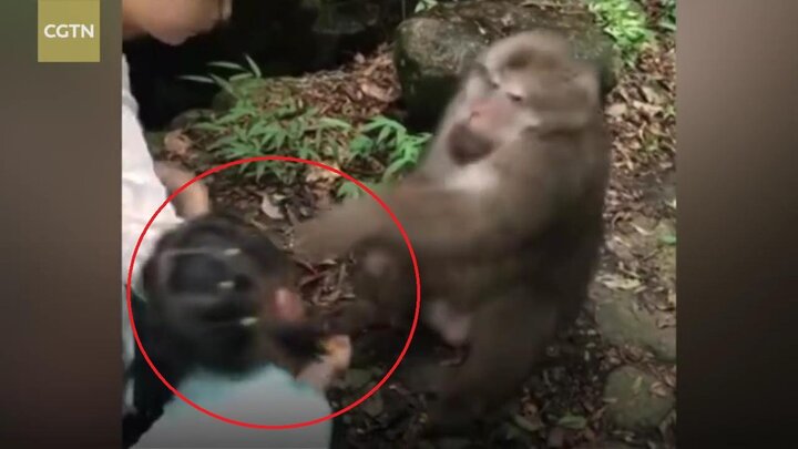 Clip: Bị trêu chọc, khỉ 'giận cá chém thớt', đấm thẳng mặt bé gái