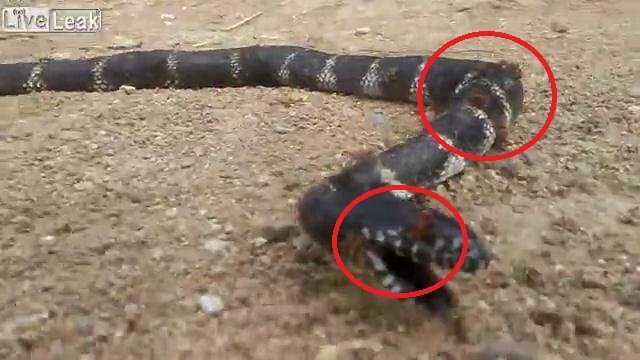 Clip: Bầy kiến lửa hiệp lực tiễn rắn về cõi chết