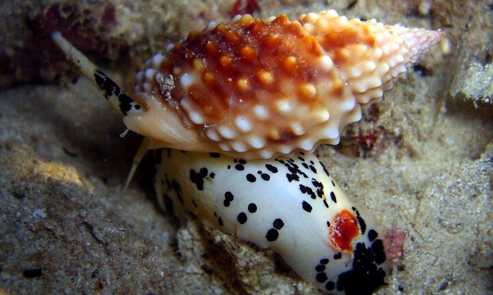 Cô giáo trẻ chết sau khi ăn ốc lạ: Độc của loại ốc này không có thuốc giải