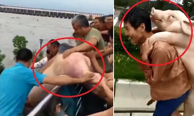 Clip: Lợn trang trại bị lũ cuốn trôi sông, dân hồ hởi ra vác về nhà