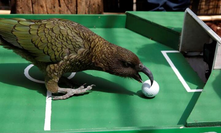 Vẹt tiên tri Newton phán Pháp sẽ vô địch World Cup 2018