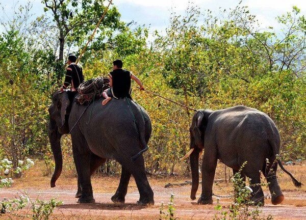 Đắk Lắk: Voi sẽ không được dùng để cưỡi trong các lễ hội