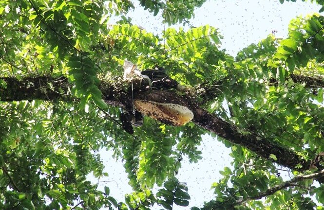 Ly kỳ chuyện săn mật ong trong rừng già