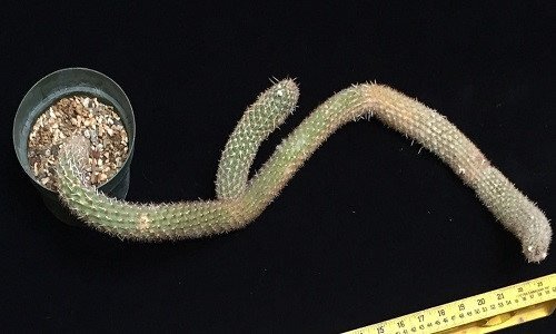 Điều không ngờ về loài xương rồng dị dạng có giá hàng tỷ đồng