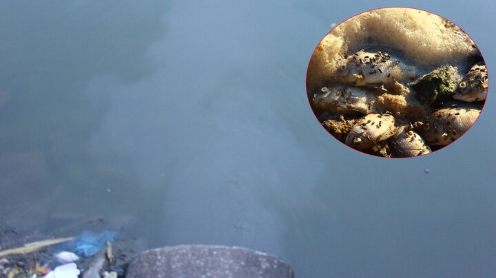 Hàng chục cống xả thải trực tiếp ra Hồ Tây đen ngòm, bốc mùi hôi thối