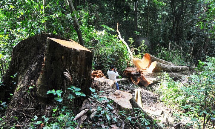 Kỷ luật nhiều cán bộ bảo vệ rừng ở Gia Lai