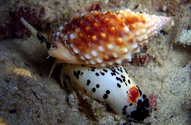 Cô giáo trẻ chết sau khi ăn ốc lạ: Xác định loại chất cực độc giết chết người nhanh không tưởng