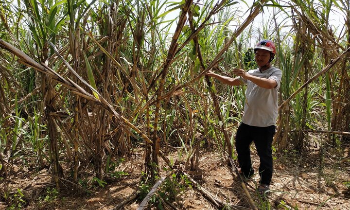 Dân trồng mía ôm nợ vì công ty thu mua ở Đắk Lắk hứa lèo