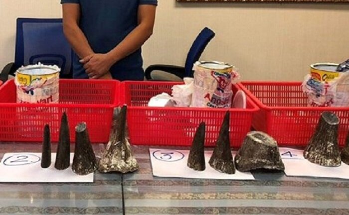 Bắt người đàn ông mang 12 sừng tê giác từ nước ngoài về Việt Nam