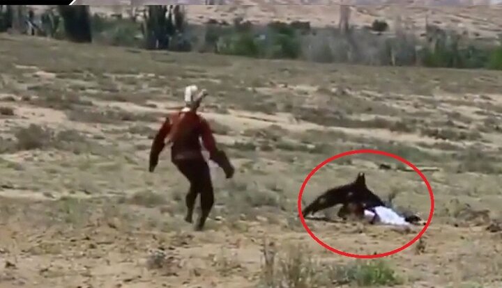 Clip: Đại bàng khổng lồ giơ móng vuốt cào xé bé gái như con mồi