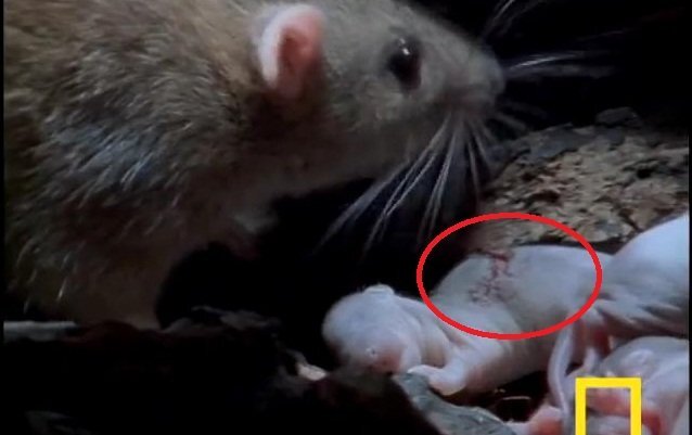 Clip: Đi kiếm ăn về, chuột mẹ đau đớn nhìn con bị rết khổng lồ cắn chết