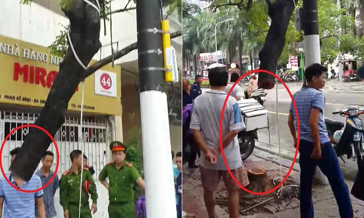 Clip: Hiện trường oái oăm vụ kẻ gian cưa trộm cây sưa đỏ trên phố Hà Nội