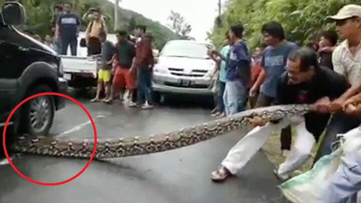 Clip: Trăn khổng lồ dài 10m bị ô tô cán, dân hò nhau hiệp lực giải cứu