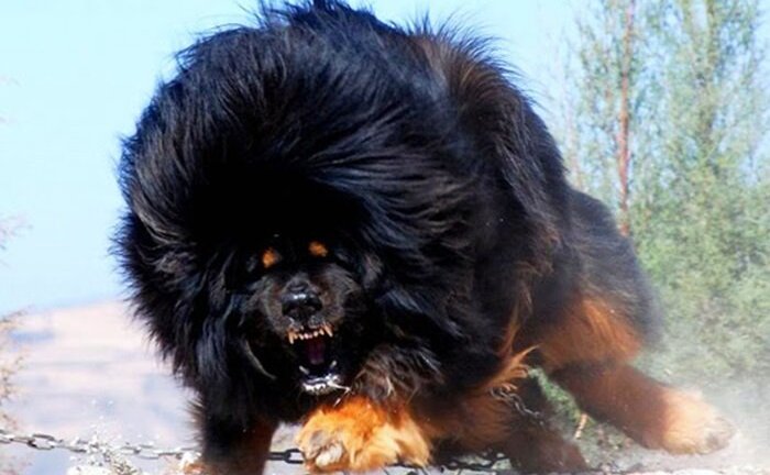 Chó Ngao Tây Tạng cắn chết người ở Hà Nội: Giải mã nỗi sợ ở những đứa trẻ từng bị chó cắn