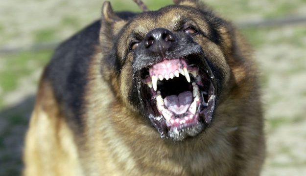 Những vụ chó dữ cắn chết người nhà thương tâm