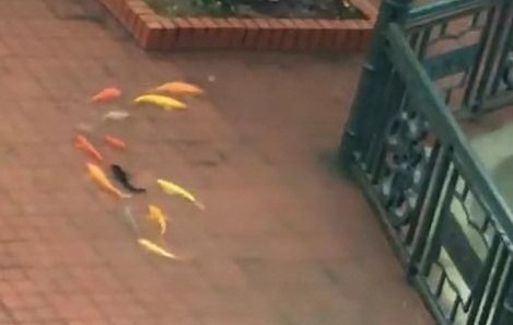 Cảnh thơ mộng ngày lụt: Cá vàng kéo nhau bơi tung tăng trên sân trường