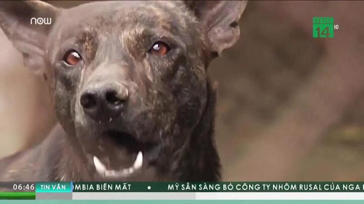 Chó ngao cắn chết chủ ở Hà Nội: Sát thủ máu lạnh mang tên chó nghìn đô