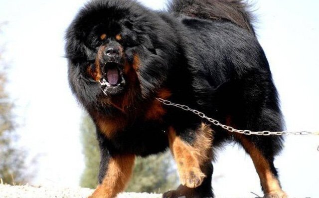 Ngao Tây Tạng nổi tiếng hung dữ nhưng vẫn 'lép vế' trước những giống chó này