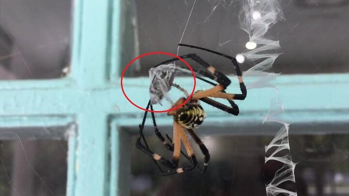 Clip: Rợn người xem nhện cái khổng lồ ăn thịt bạn tình sau khi giao phối