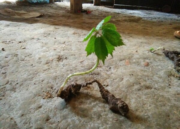 Cả xã đổ xô vào rừng đào bới loại củ đắt như vàng ròng ở Tuyên Quang