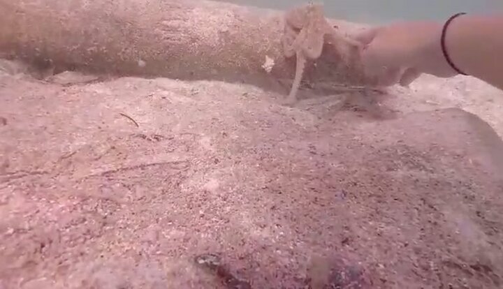 Video: Bạch tuộc tinh quái biết níu tay thợ lặn nhờ đẩy hộ khúc gỗ để săn mồi