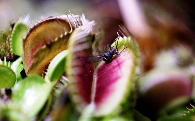 Video: Du khách đổ xô đi xem hàng trăm cây ăn thịt diệt mồi tàn bạo