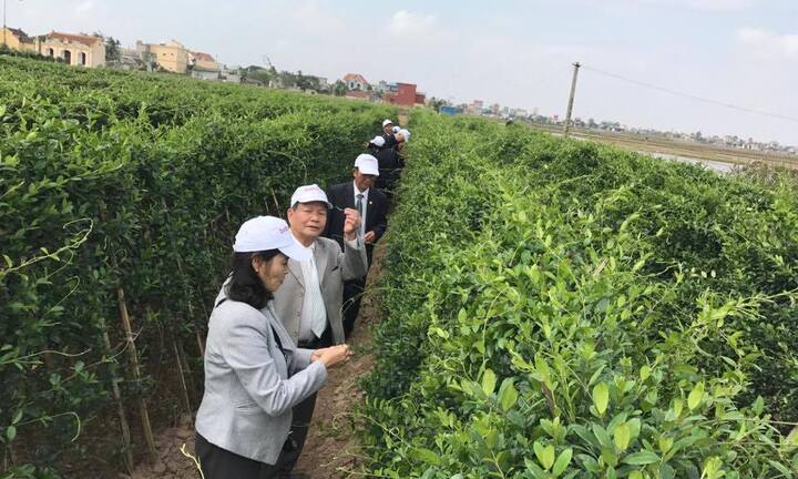 10 năm một giấc mơ trị tiểu đường bằng đông y