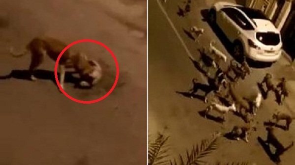 Clip: Chó gọi hội hàng chục con đến thảm sát mèo