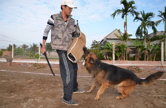 Chuyên gia huấn luyện bật mí bí mật không ngờ tại sao chó cắn chủ