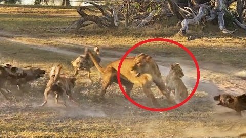Clip: Sư tử cái lấy mình làm mồi nhử bầy chó hoang để cứu con ngoạn mục