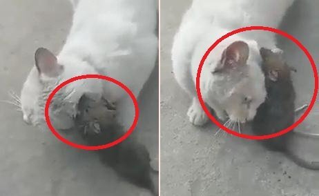 Clip: Bị chuột cắn tai, mèo kêu la thảm thiết cầu cứu người