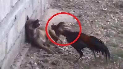 Clip: Gà hung hăng tấn công, dồn chó nép vào tường