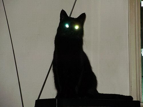 Lời đồn con 'quỷ mèo' ở Nhà Trắng chỉ xuất hiện trước mỗi thảm họa khủng khiếp ở Mỹ