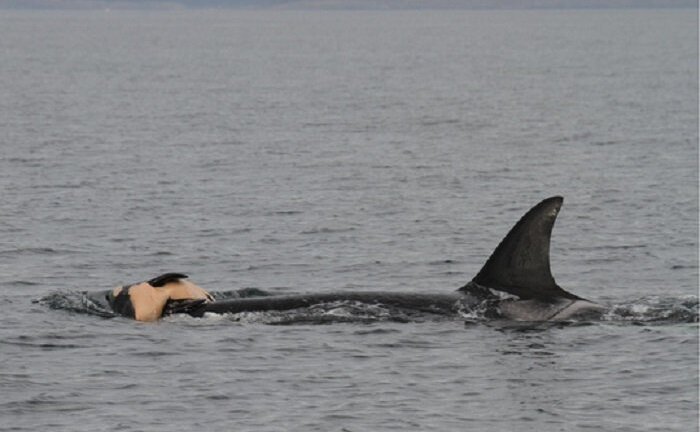 Cảm động cá voi mẹ không muốn rời xác cá voi con đã chết hai ngày