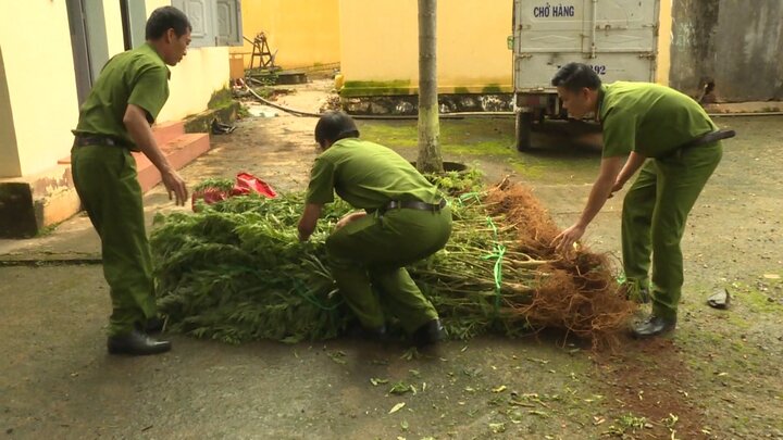 Video: Phát hiện hàng trăm cây cần sa trồng trong rẫy cà phê ở Đắk Lắk